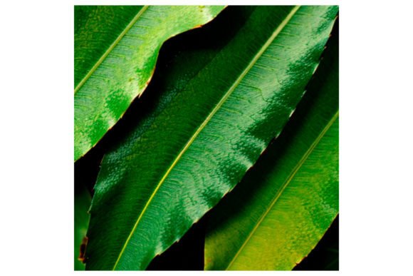 Download Watercolor Leaf Pattern - Watercolor leaf Collection